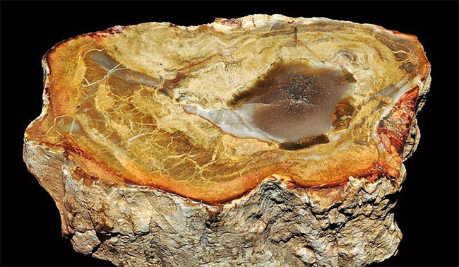 Tại sao gỗ cũng có thể trở thành hóa thạch?
