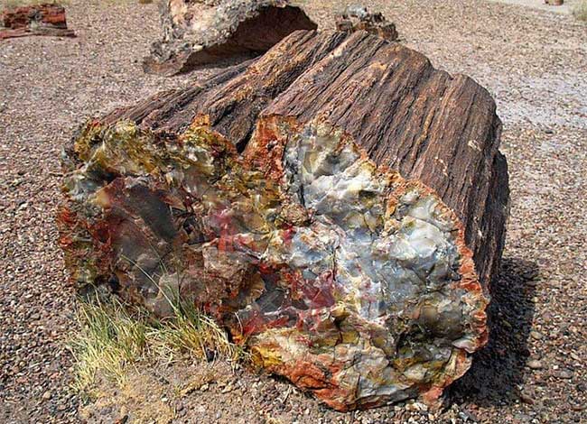 Tại sao gỗ cũng có thể trở thành hóa thạch?