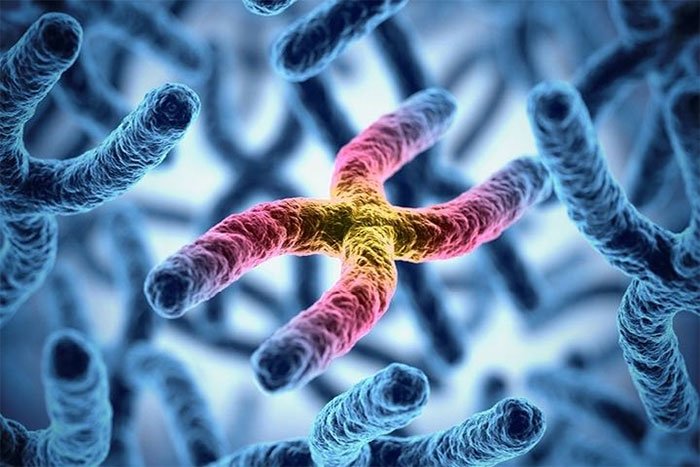 Tại sao hầu hết loài người lại có 23 cặp nhiễm sắc thể?