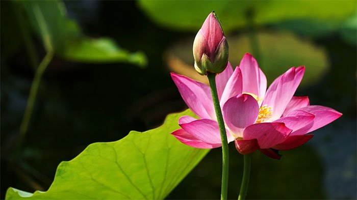 Tại sao hoa sen trở thành biểu tượng của nhà Phật?