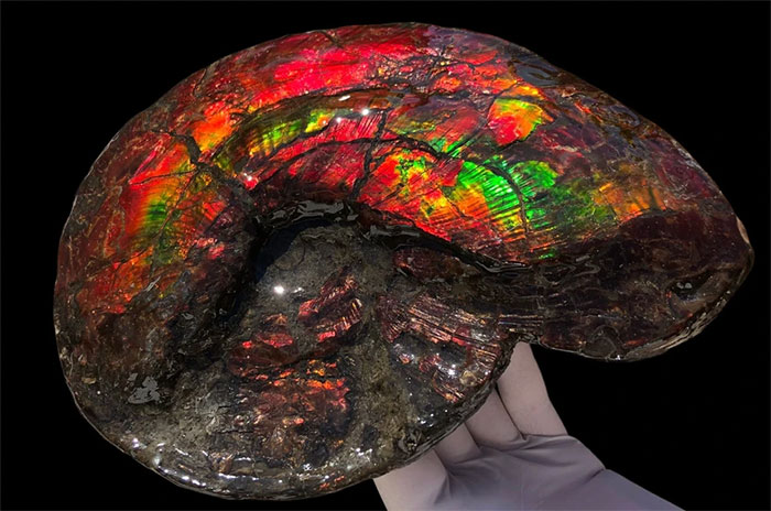 Tại sao hóa thạch lại có nhiều màu sắc khác nhau?