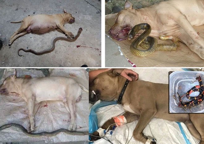 Tại sao khi đối đầu với các loài rắn độc, vua chó chọi Pitbull lại thường thất thế hay bị giết chết?