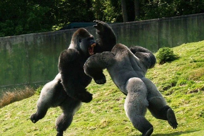 Tại sao khỉ đột, tinh tinh hầu như không cần phải tập luyện mà cơ bắp của chúng vẫn rất phát triển?