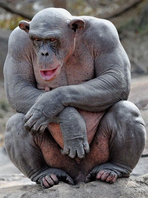 Tại sao khỉ đột, tinh tinh hầu như không cần phải tập luyện mà cơ bắp của chúng vẫn rất phát triển?