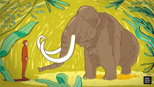 Tại sao khoa học lại phải bỏ ra hàng chục năm trời chỉ để hồi sinh voi ma mút?