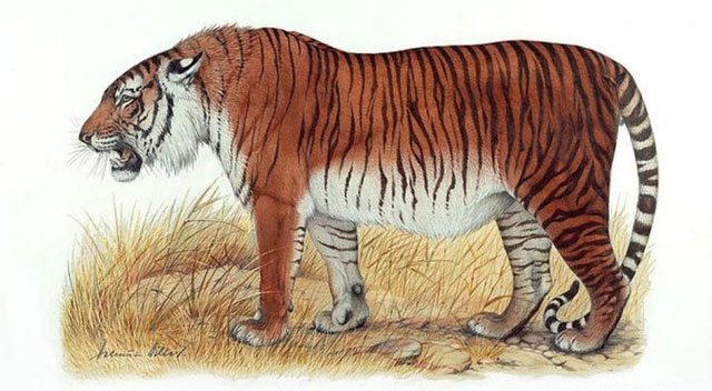 Tại sao không có hổ trên thảo nguyên Mông Cổ?