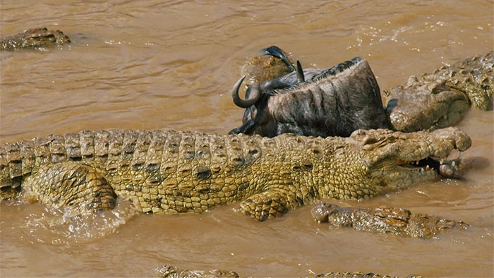 Tại sao lại có 12.000 con cá sấu sông Nile sinh sống trong hồ giữa sa mạc?