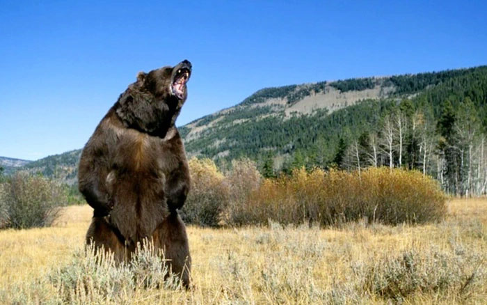 Tại sao lại có những con gấu xám nặng tới gần 1 tấn?