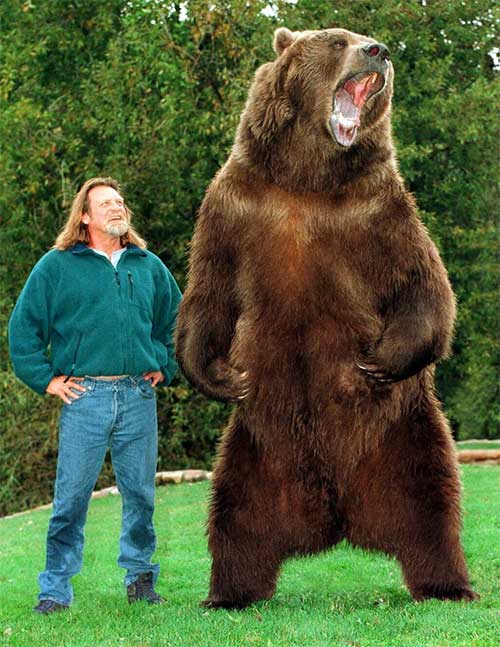 Tại sao lại có những con gấu xám nặng tới gần 1 tấn?