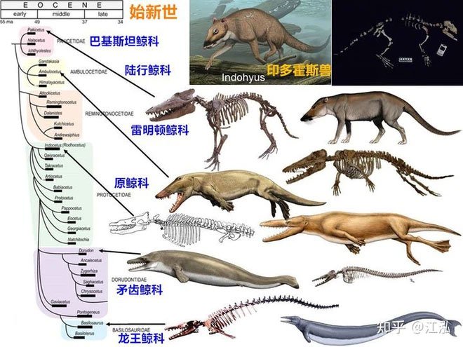 Tại sao lỗ mũi của cá voi lại nằm trên đỉnh đầu?