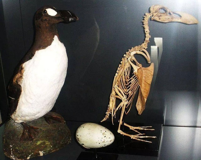 Tại sao loài chim cánh cụt khổng lồ được tìm thấy trên khắp Bắc Cực lại bị tuyệt chủng hơn 100 năm trước?