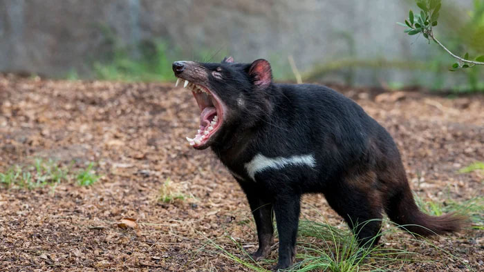 Tại sao loài động vật được mệnh danh là ác quỷ này lại được Úc coi nó là báu vật quốc gia?
