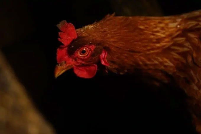 Tại sao loài gà lại nhìn kém trong bóng tối?