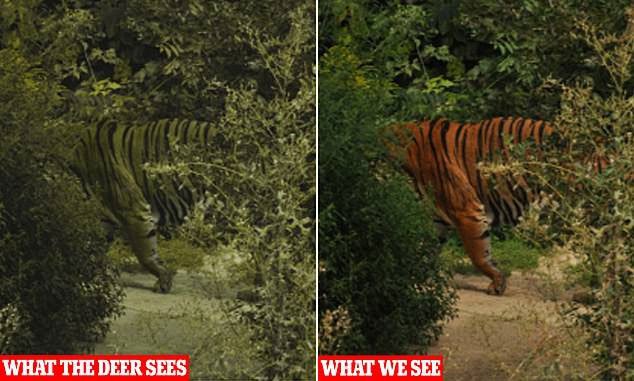 Tại sao lông con hổ có màu đỏ cam cực kỳ nổi bật mà vẫn là hung thần của rừng xanh?