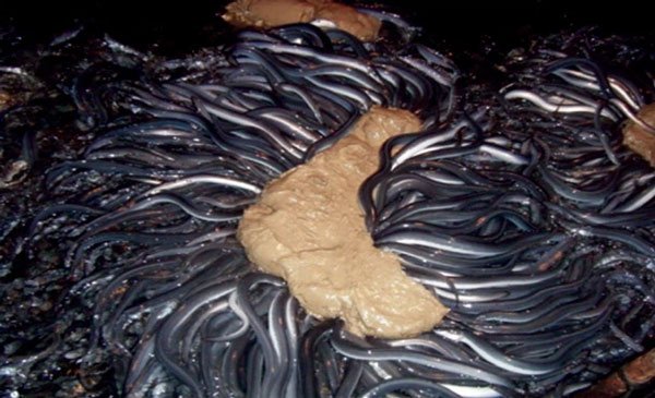 Tại sao lươn Nhật Bản lại đắt như vàng với giá hơn 800 triệu