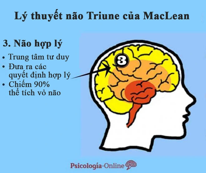 Tại sao lý thuyết 3 não lại ví não người với não bò sát, não thú...