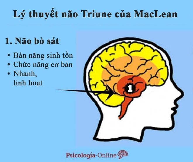 Tại sao lý thuyết 3 não lại ví não người với não bò sát, não thú...