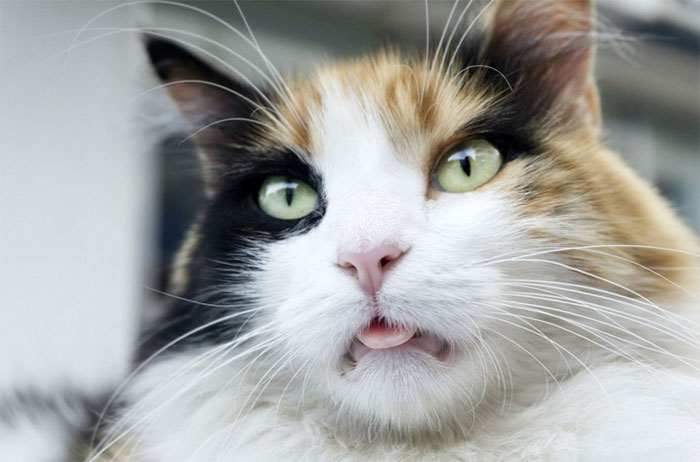 Tại sao mèo hay lè lưỡi và liếm môi một cách vô thức?