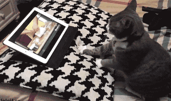 Tại sao mèo thường làm động tác nhào bột?