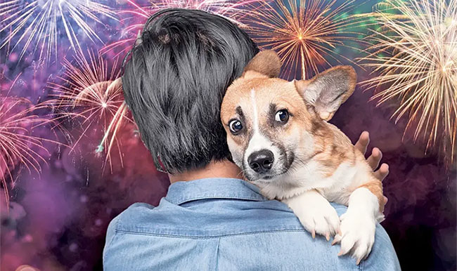 Tại sao một số giống chó lại sợ pháo hoa hơn bình thường?