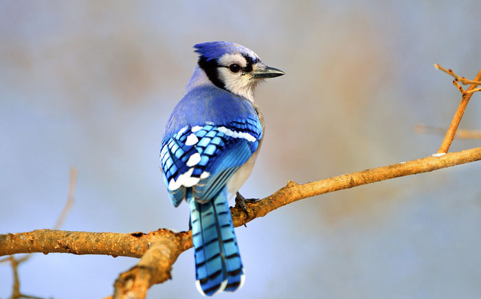 Tại sao một số loài chim có trí thông minh vượt trội?