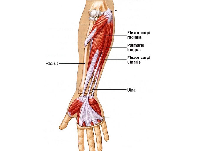 Tại sao một số người không có cơ palmaris longus (cơ gan tay)?