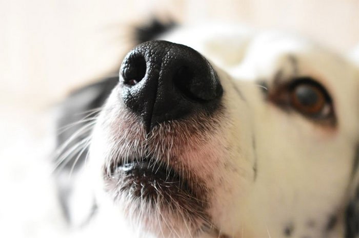 Tại sao mũi của loài chó thường ướt và lợi ích của chúng là gì?
