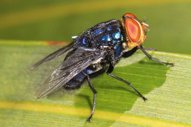 Tại sao Mỹ thả hàng triệu con ruồi vào Panama mỗi tuần?