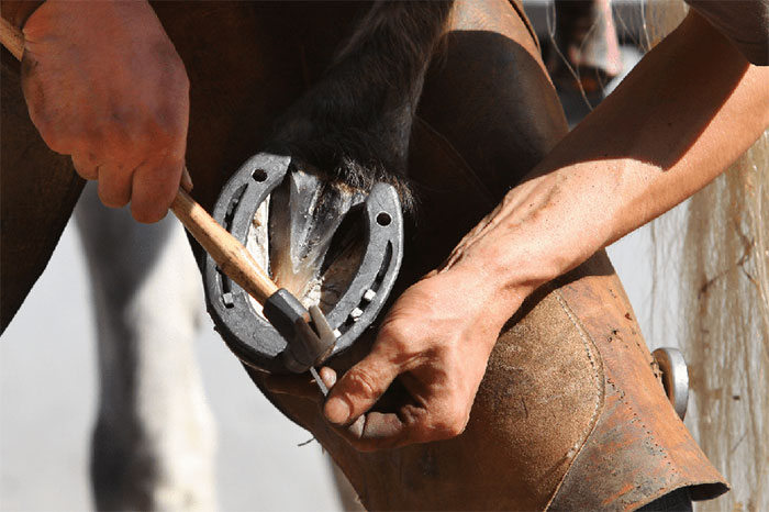 Tại sao ngựa nhà phải thay móng sắt định kỳ?