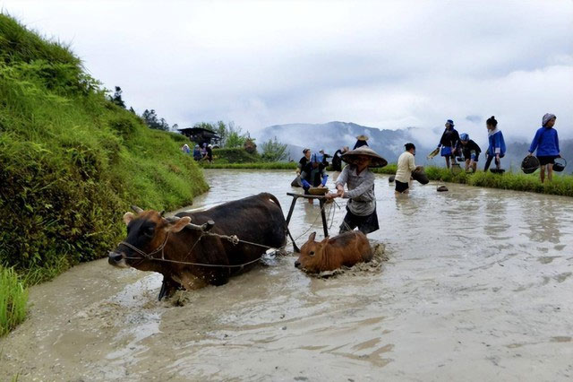 Tại sao người châu Phi không thuần hóa được trâu rừng châu Phi?