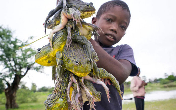 Tại sao người châu Phi lại ăn loài ếch khổng lồ cực độc này?