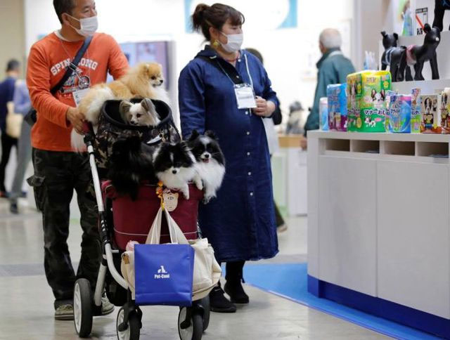 Tại sao Nhật Bản quyết định sử dụng thẻ căn cước cho thú cưng?