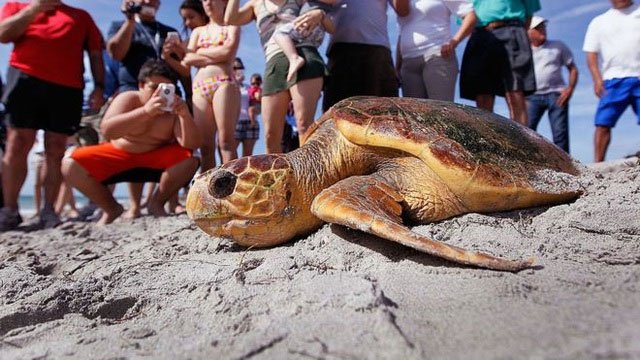 Tại sao nhựa là một điểm thu hút chết người đối với rùa biển?