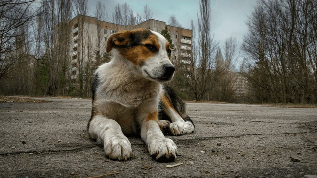 Tại sao những con chó tại Chernobyl trải qua quá trình tiến hóa vô cùng nhanh chóng?