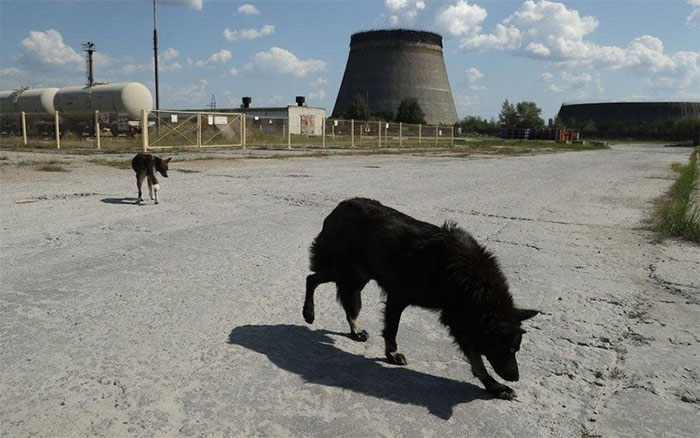 Tại sao những con chó tại Chernobyl trải qua quá trình tiến hóa vô cùng nhanh chóng?