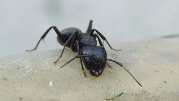 Tại sao những con kiến cô đơn thường chết rất nhanh?
