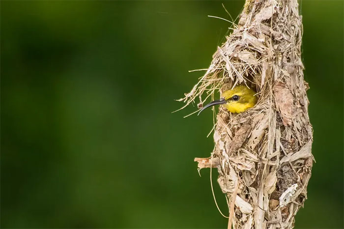Tại sao những loài chim xây tổ hình cốc có tỷ lệ sống cao hơn chim xây tổ mái vòm?