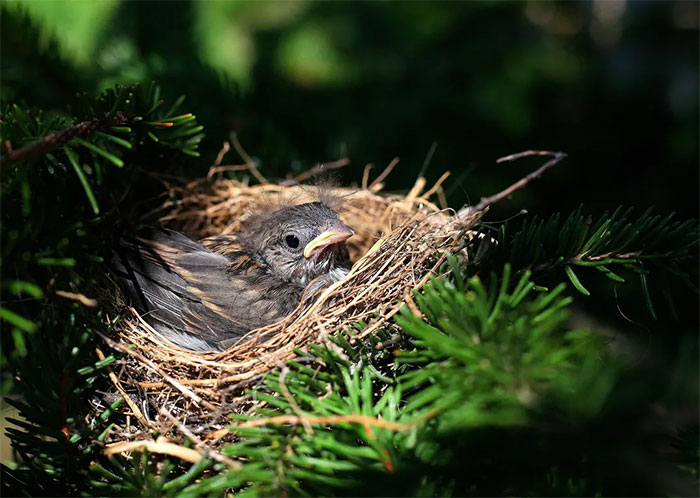 Tại sao những loài chim xây tổ hình cốc có tỷ lệ sống cao hơn chim xây tổ mái vòm?