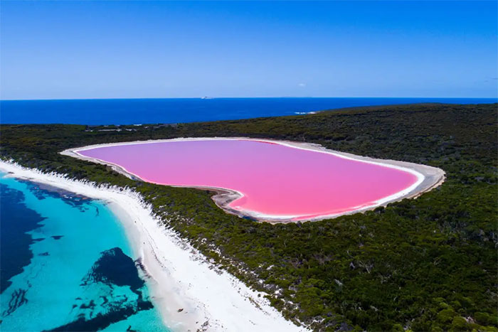 Tại sao ở Úc có nhiều hồ màu hồng?