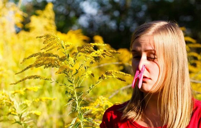 Tại sao phấn hoa khiến bạn hắt xì?