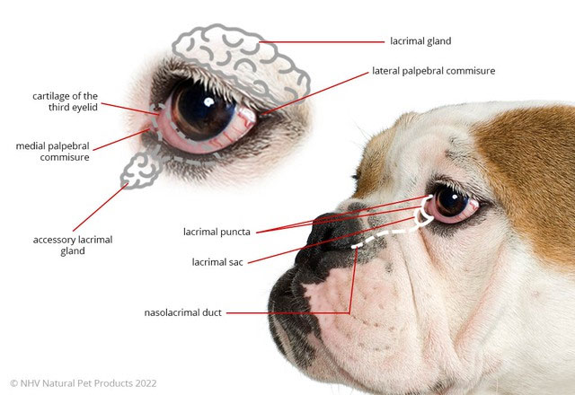 Tại sao rất nhiều loài động vật có mí mắt thứ ba, bao gồm cả thú cưng của chúng ta, nhưng con người thì không?