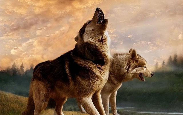 Tại sao sói, được biết đến là loài động vật vô cùng hung dữ lại tỏ ra sợ hãi khi tới gần lừa hoang?