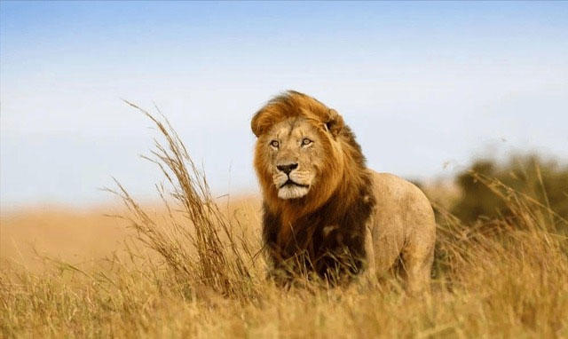 Tại sao sư tử đực ngừng săn mồi khi chúng đã trở thành vua sư tử?
