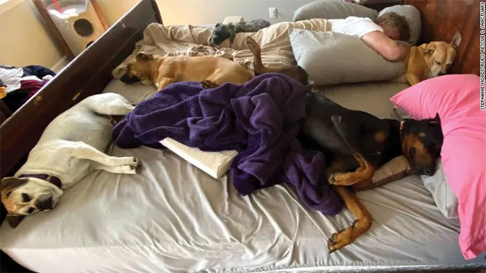 Tại sao thỉnh thoảng chó lại có hiện tượng co giật trong khi ngủ?