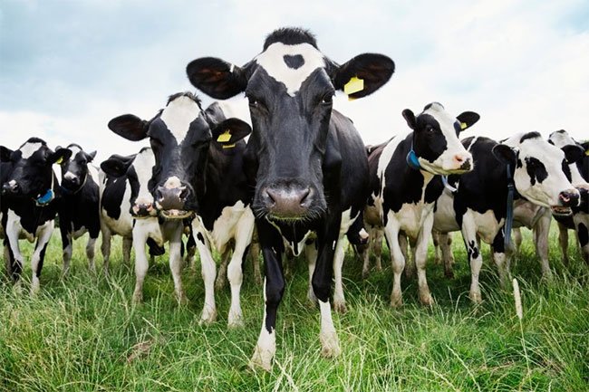 Tại sao trâu bò chỉ cần ăn cỏ vẫn có đủ chất dinh dưỡng?