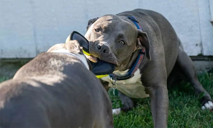 Tại sao vết cắn của chó Pitbull đáng sợ hơn những giống chó khác?