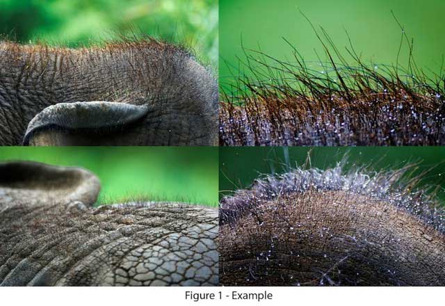 Tại sao voi châu Á khi còn nhỏ lại có lông dài? Về mặt di truyền, chúng có gần với voi ma mút hơn không?