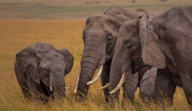 Tại sao voi châu Á khi còn nhỏ lại có lông dài? Về mặt di truyền, chúng có gần với voi ma mút hơn không?