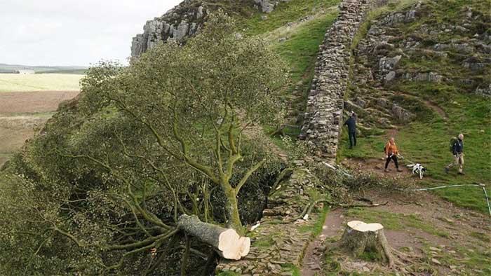 Tái sinh cây sung dâu 300 tuổi bị đốn trộm chỉ còn trơ gốc