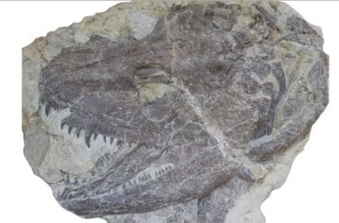Tái tạo quái vật có chân đầu tiên, 340 triệu tuổi: Kết quả kinh hoàng